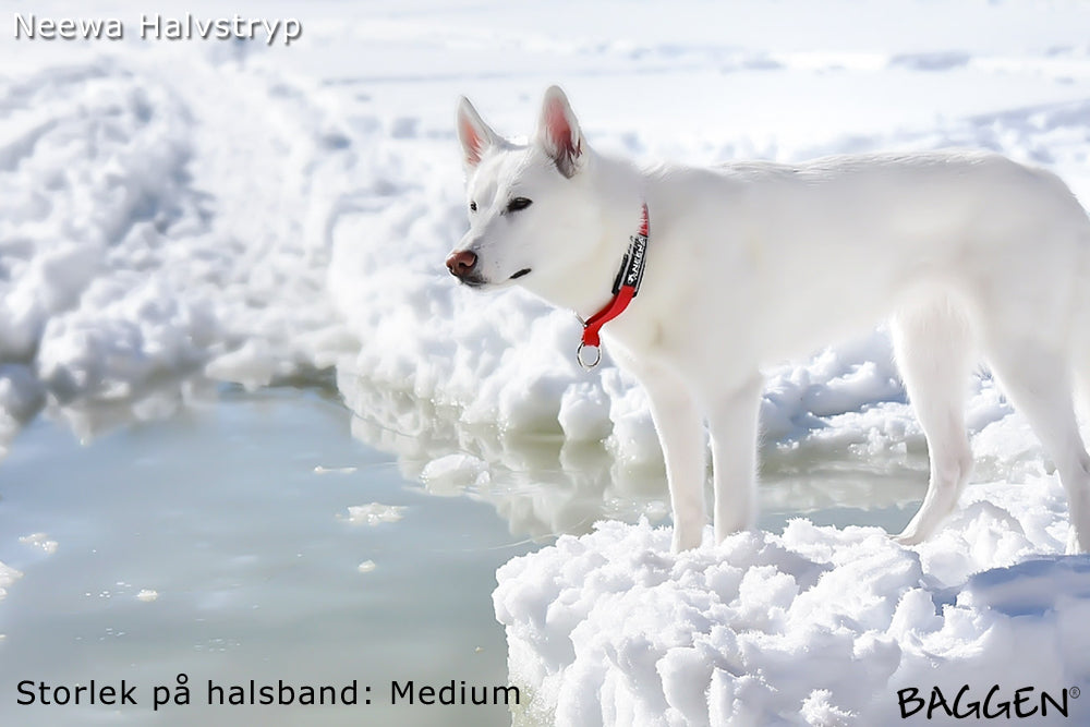 Halsband Halvstryp