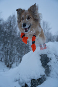 Hundsockar höga med dubbellåsning ORANGE / 2XL / 4-PACK