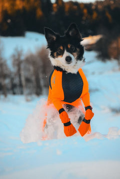 Hundsockar höga med dubbellåsning ORANGE / 2XL / 4-PACK