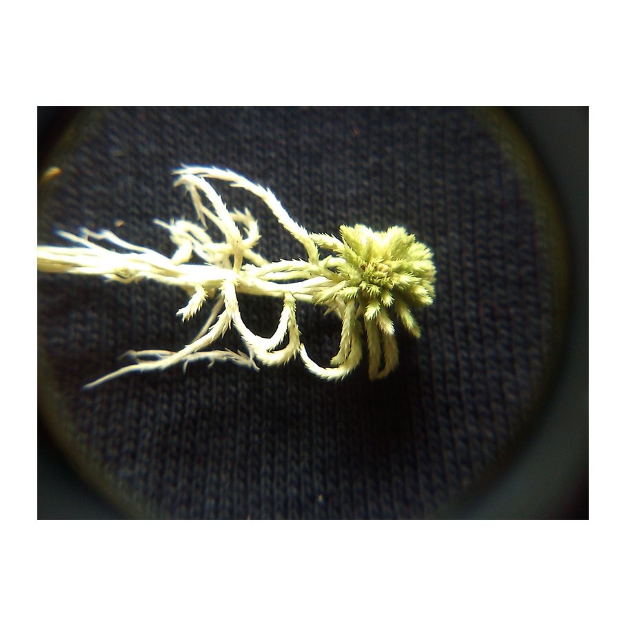 Botaniklupp 10x, 18 mm EN STL