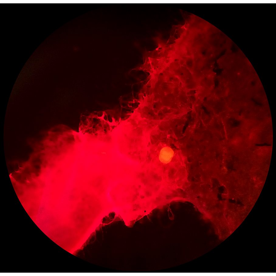 Fluorescensmikroskop iScope 40, 100, 400 och 1000x EN STL