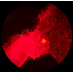 Fluorescensmikroskop iScope 40, 100, 400 och 1000x EN STL