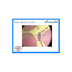 Preparat, histologi, 100 st. - för mikroskop EN STL