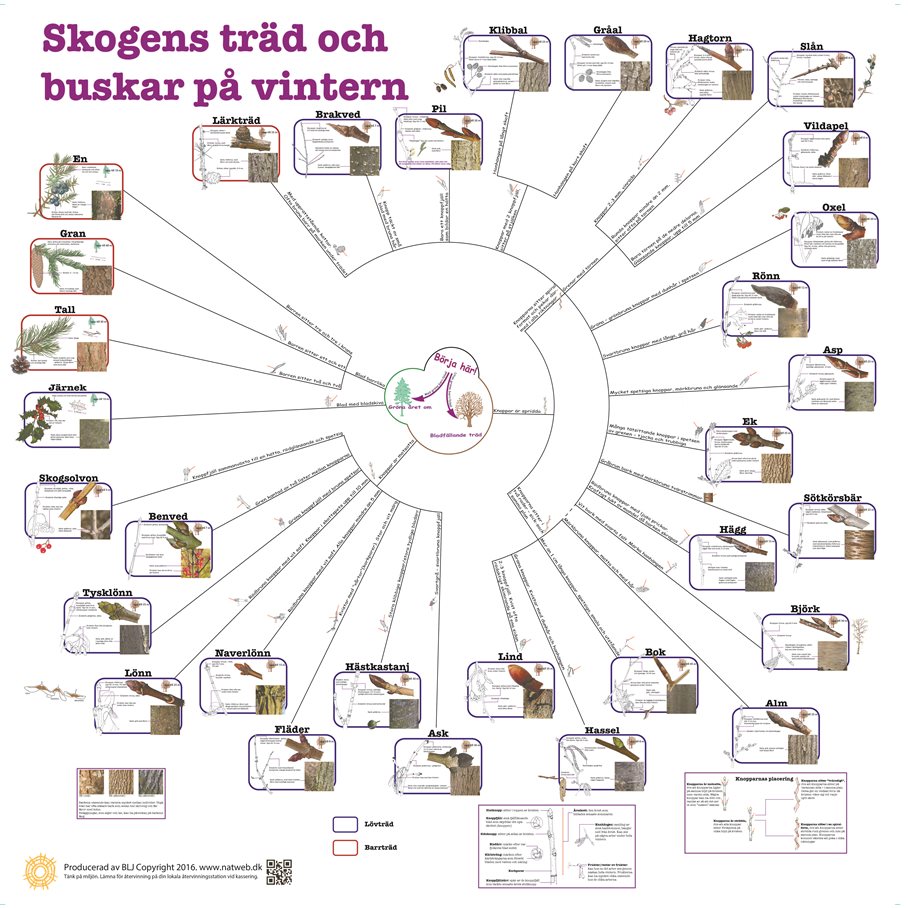 Bestämningsnyckel KNOPPAR
