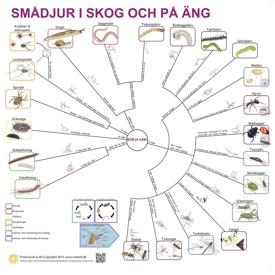 Bestämningsnyckel SMÅDJUR PÅ LAND