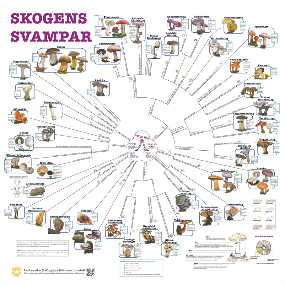 Bestämningsnyckel SVAMPAR