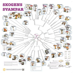 Bestämningsnyckel SVAMPAR