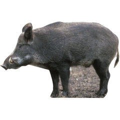 Vildsvinssida HÖGER