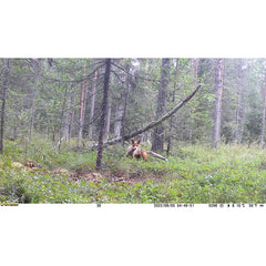 Viltkamera Select 30MP 4G UTAN SIM