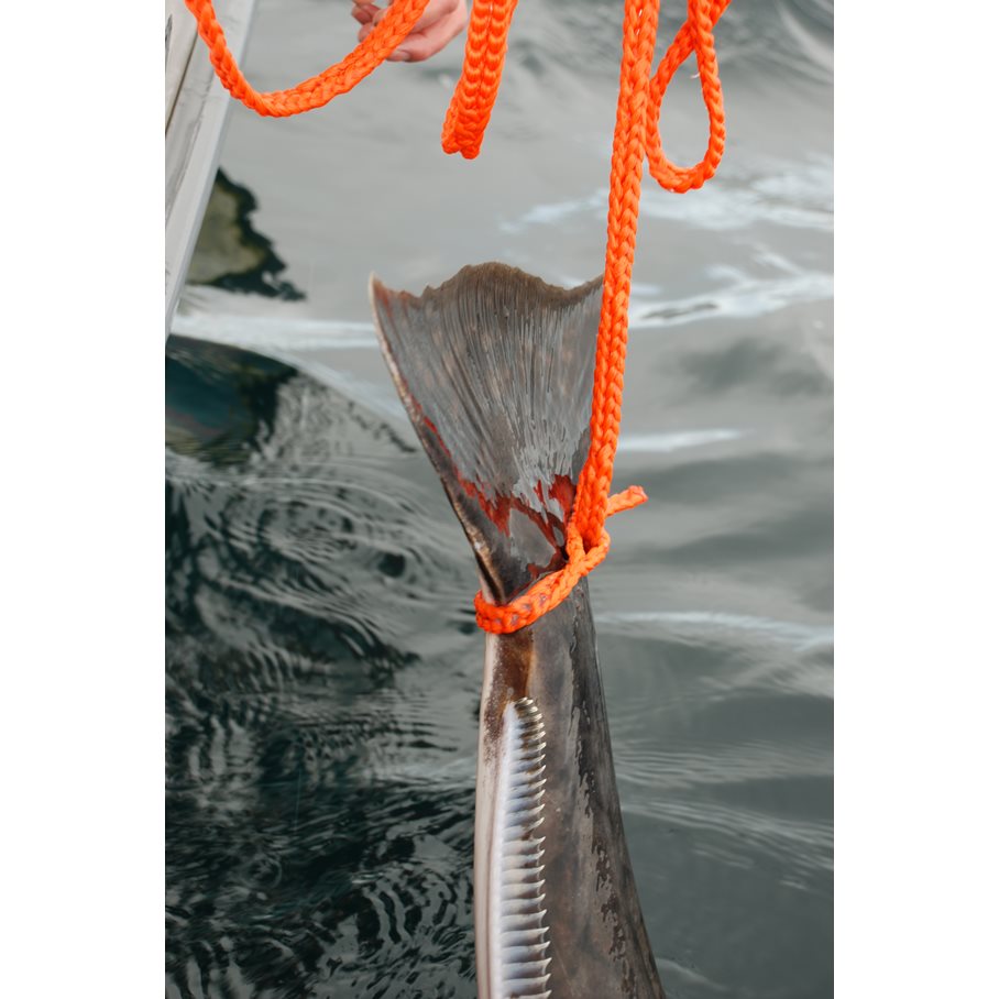 Catch & Release vid upptagning av fisk nr 12 ORANGE / 3 M