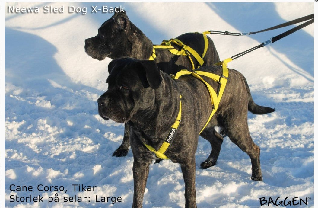 Sled Dog X-Back
