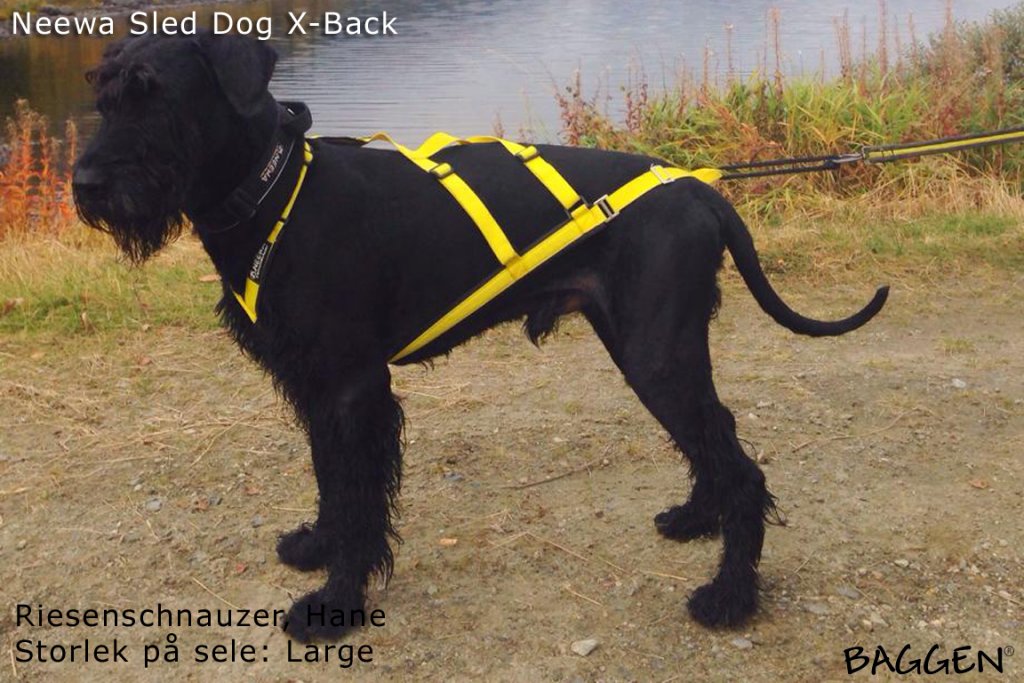 Sled Dog X-Back