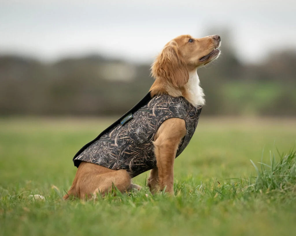 Neoprene Dog Vest
