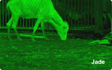 Ranger 384x288, 25 mm Värmekamera