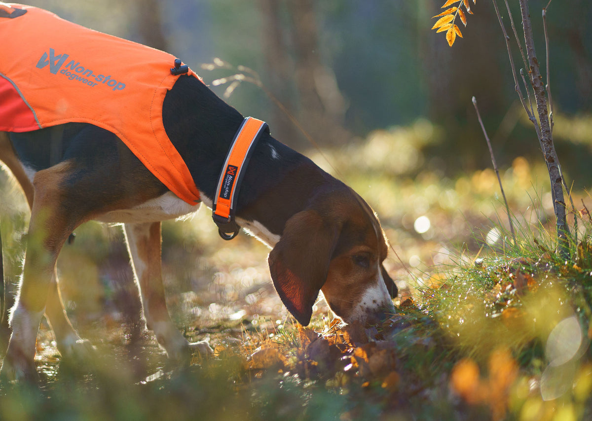 Protector Collar, Säkert reflexhalsband för hund