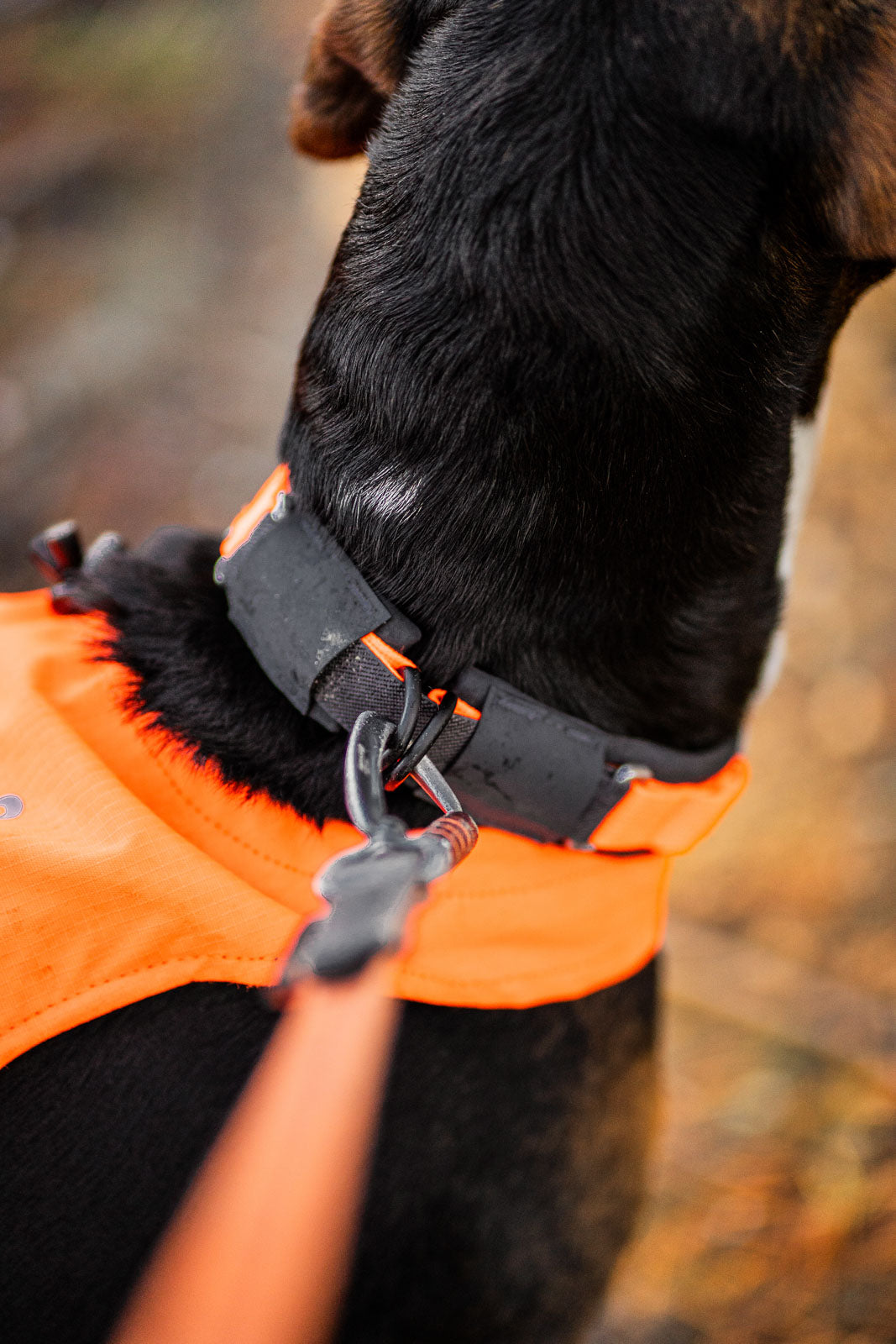 Protector Collar, Säkert reflexhalsband för hund
