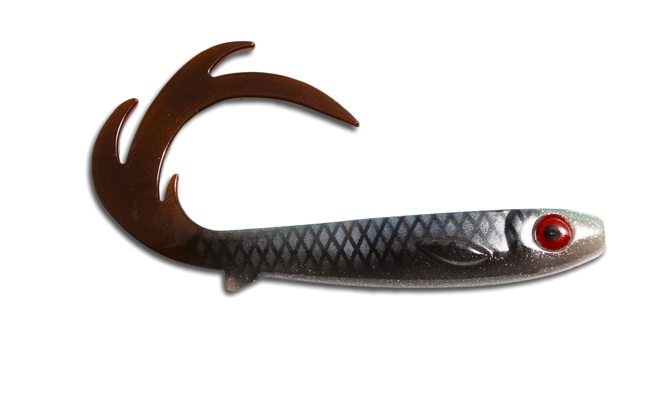 Flatnose Dragon